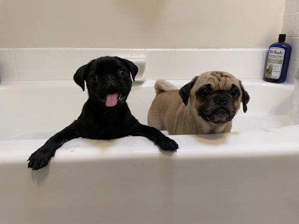 /images/uploads/pug nation rescue of los angeles/pugnation2024/entries/30927thumb.jpg